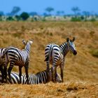 Zebra's im Tsavo Nationalpark