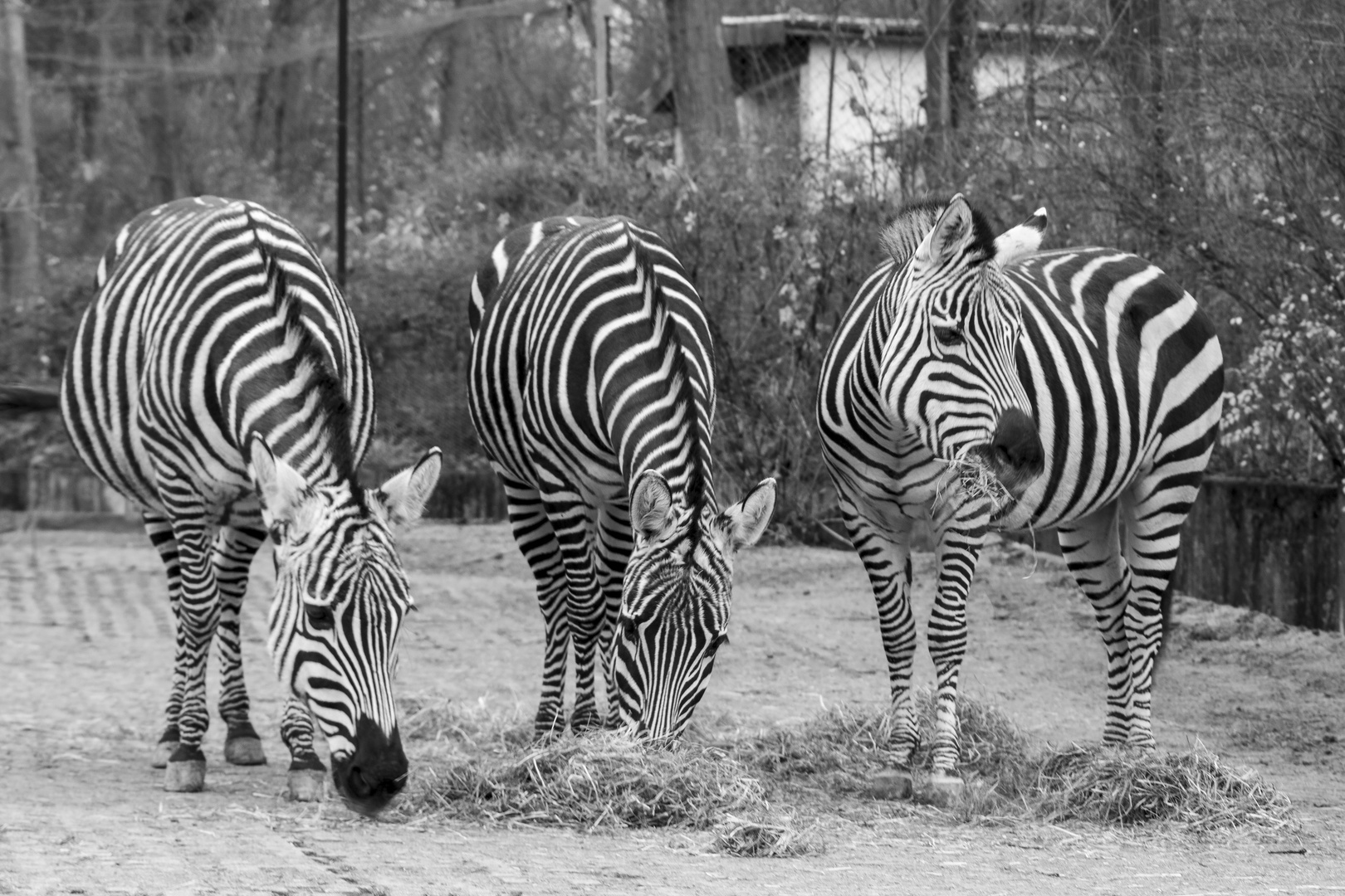 Zebras im Vivarium Darmstadt