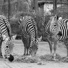 Zebras im Vivarium Darmstadt