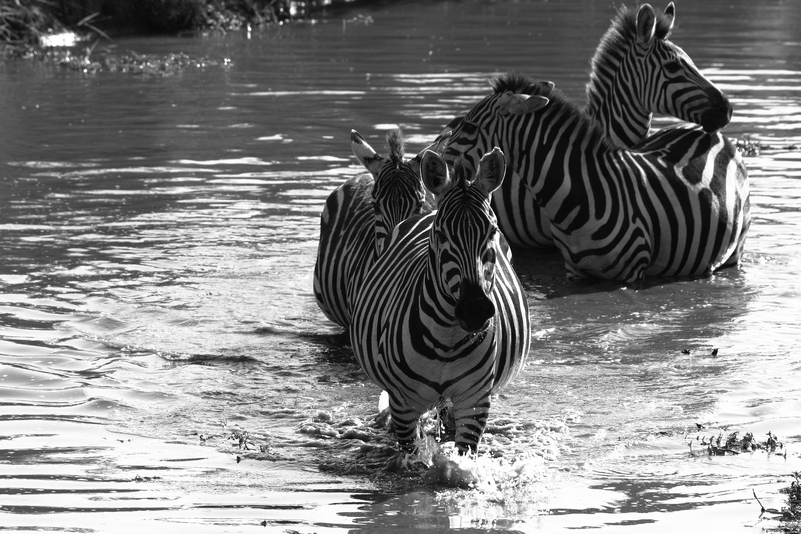 Zebras im Wasser