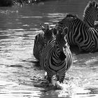 Zebras im Wasser