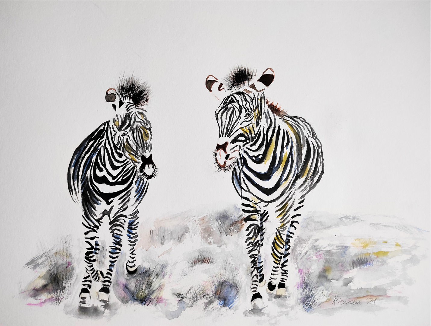 Zebras im Winter (Aquarell)
