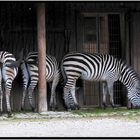 Zebras im Wuppertaler Zoo