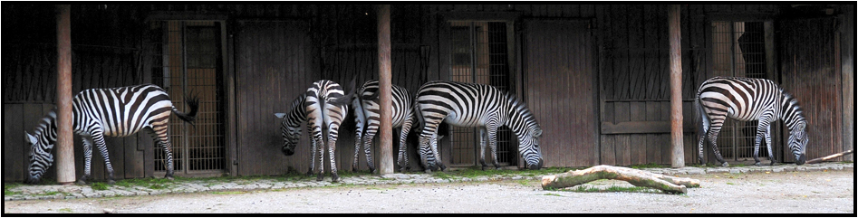 Zebras im Wuppertaler Zoo