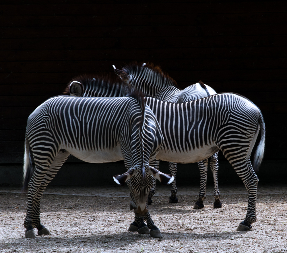 Zebras im Zoo