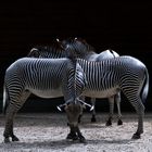 Zebras im Zoo