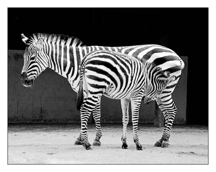 Zebras im Zoo