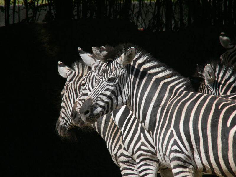 Zebras in 3er-Reihe