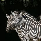 Zebras in 3er-Reihe