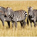 zebras in....