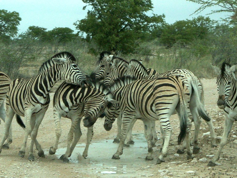 Zebras in Aktion