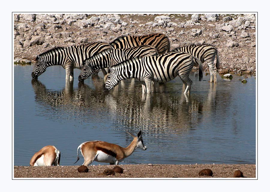 zebras IN and springbock AT the waterhole