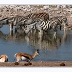 zebras IN and springbock AT the waterhole