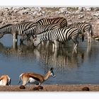 zebras IN and springbock AT the waterhole