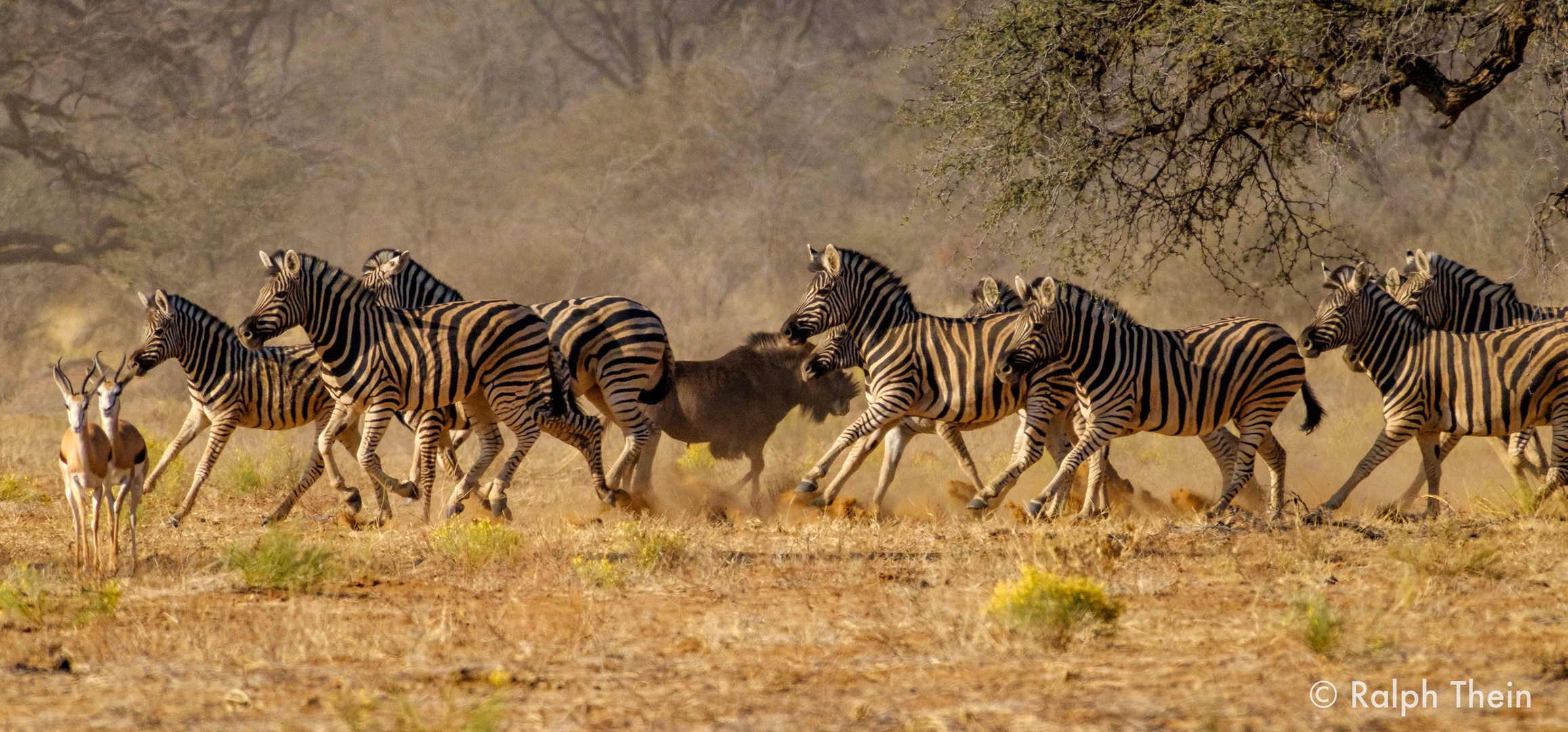 Zebras in Aufruhr