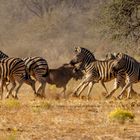 Zebras in Aufruhr