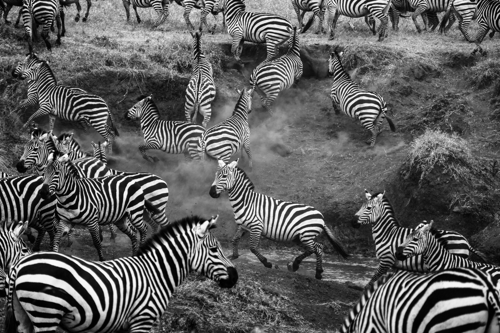 Zebras in Bewegung