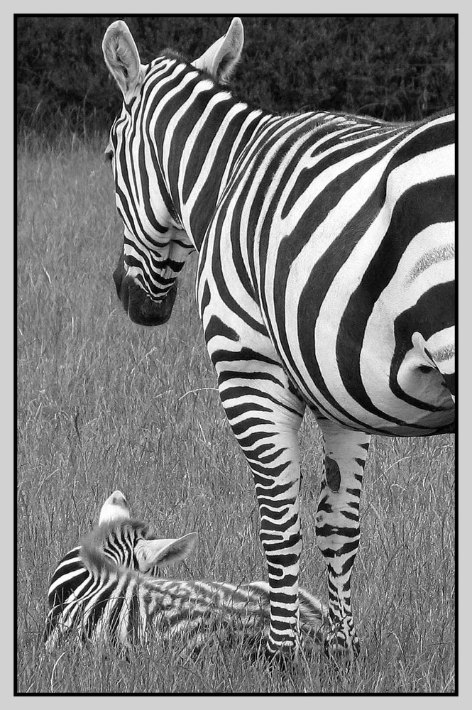 ...zebras in black and white...