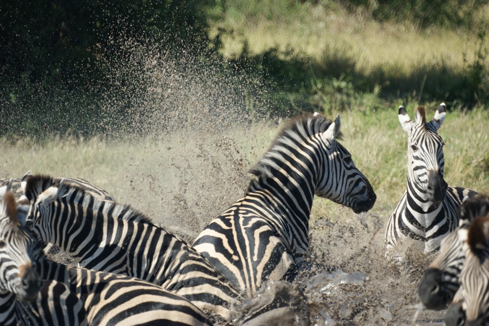 Zebras in Botswana