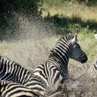 Zebras in Botswana