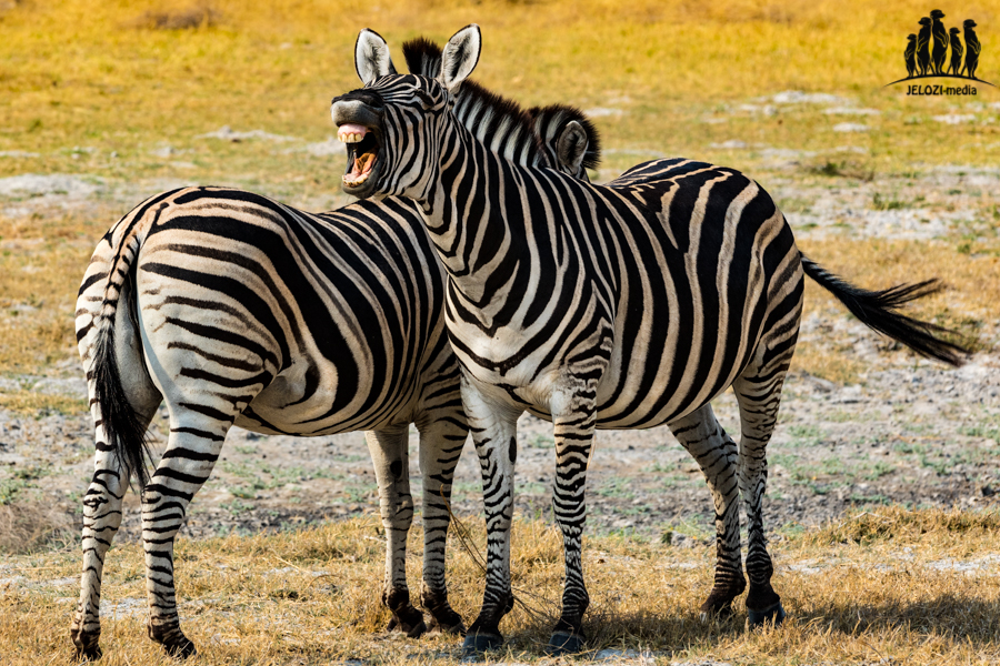 Zebras in Botswana