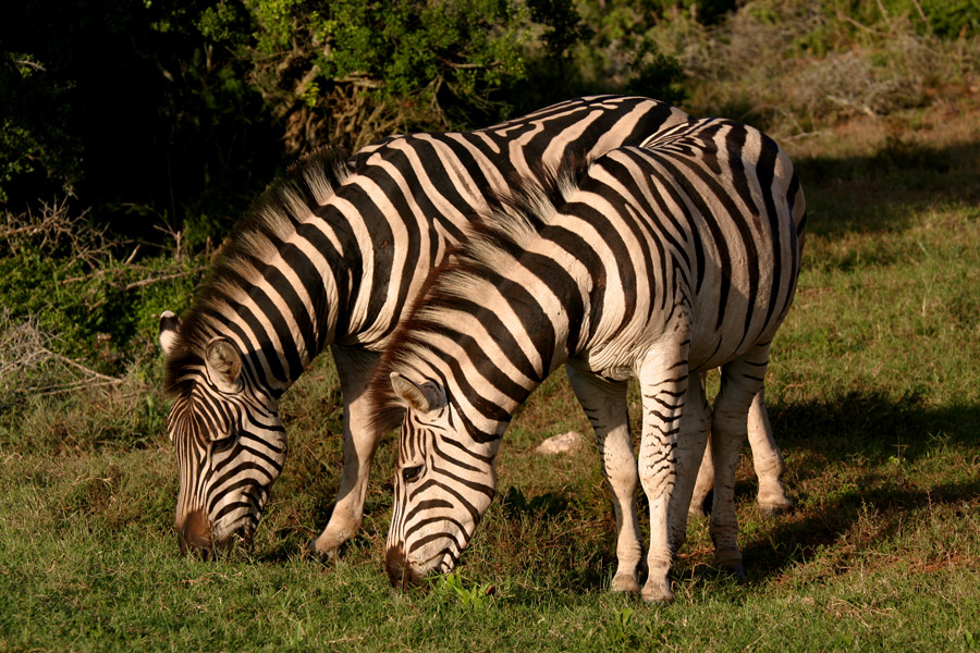 Zebras in der Abenddämmerung