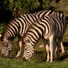 Zebras in der Abenddämmerung