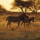 Zebras in der Abendsonne