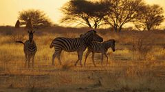 Zebras in der Abendsonne