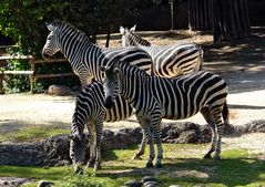 Zebras in der Abendsonne...