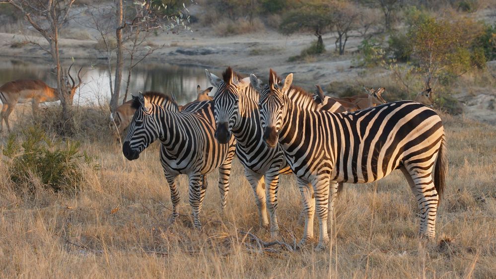 Zebras in der Abendsonne