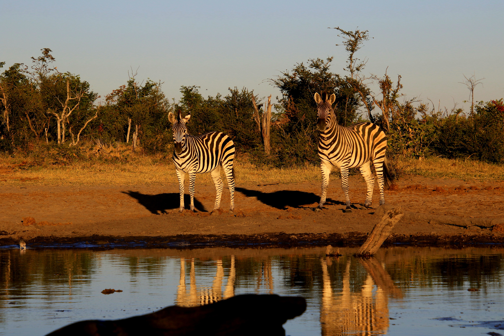 Zebras in der Abendsonne am Wasserloch