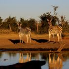 Zebras in der Abendsonne am Wasserloch