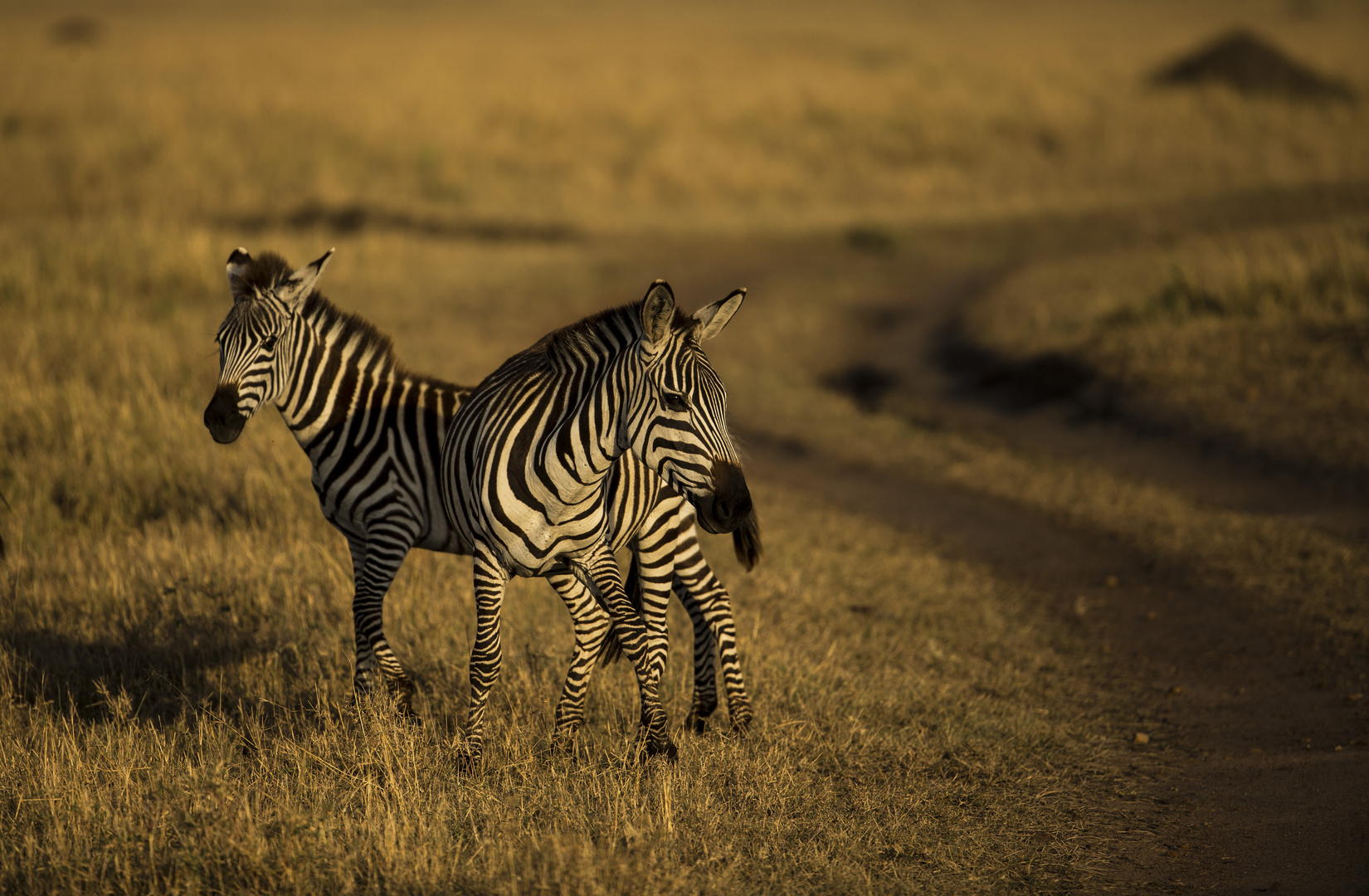 Zebras in der Abendsonne.