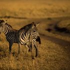 Zebras in der Abendsonne.