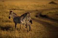 Zebras in der Abendsonne.