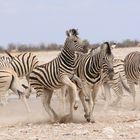 Zebras in der Etosha