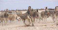 Zebras in der Etosha