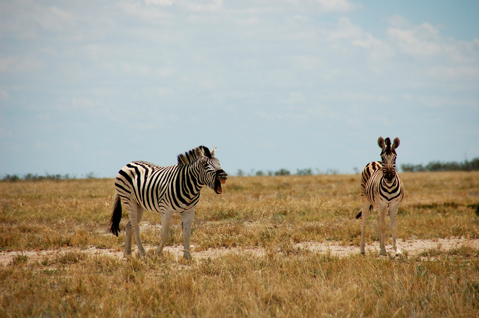 Zebras in der Etosha