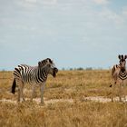 Zebras in der Etosha