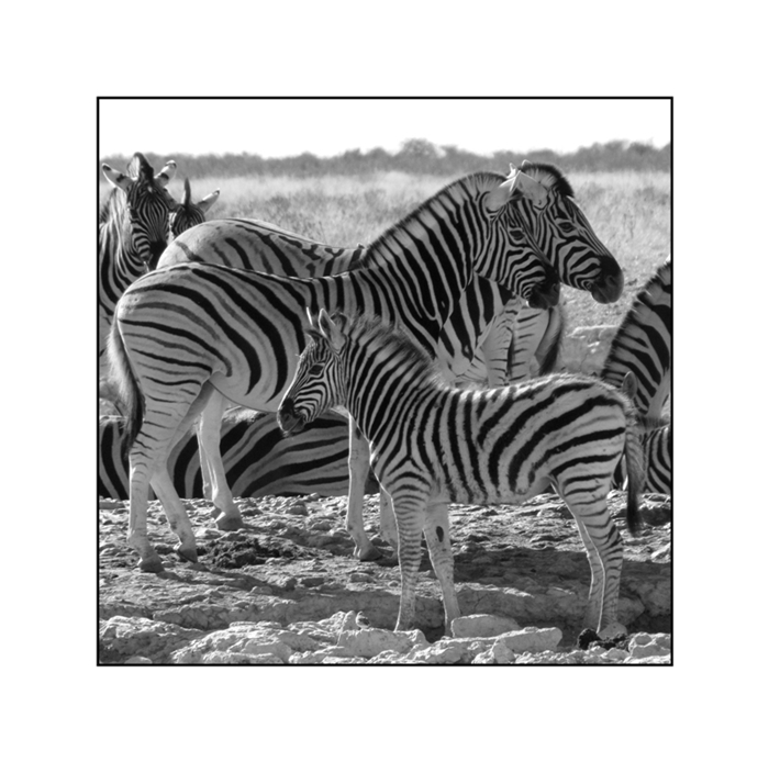 Zebras in der Etosha