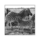 Zebras in der Etosha