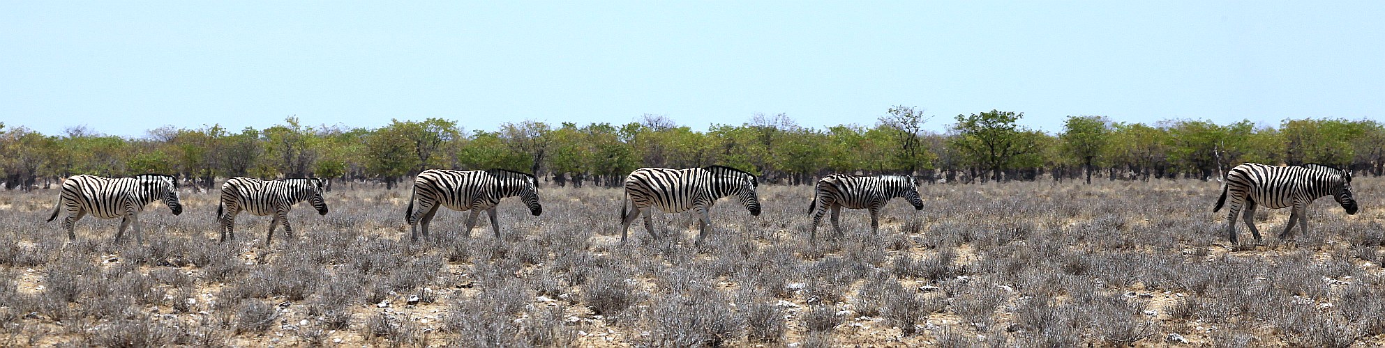 Zebras in der Etosha