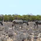 Zebras in der Etosha