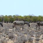 Zebras in der Etosha