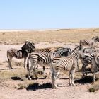 Zebras in der Etosha Pfanne