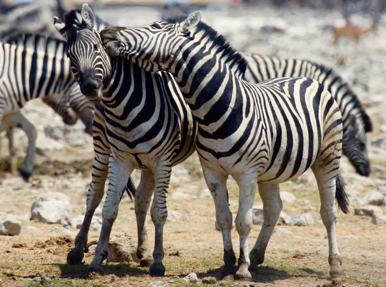 zebras in der Etosha Pfanne