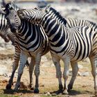 zebras in der Etosha Pfanne