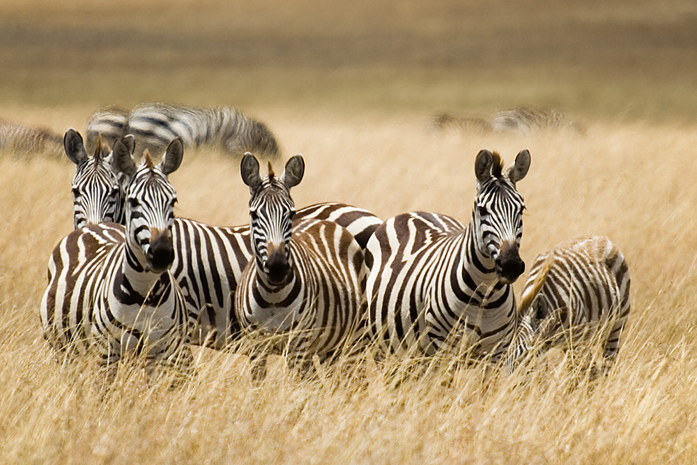Zebras in der heißen Savanne