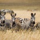 Zebras in der heißen Savanne